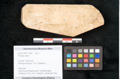 Foto (Objekt + Etikett) von Plantae indet.  (NHMW-GEO-2024-0188-11635)